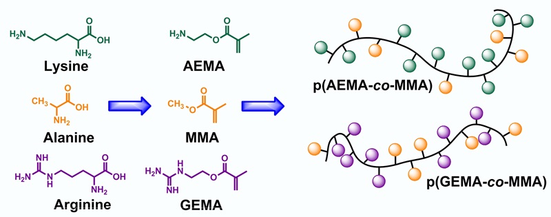 a drawing of molecular structure of peptide-mimicking 