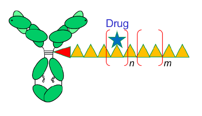 A sequenced polymer delivering antibodies to a cancer cell.