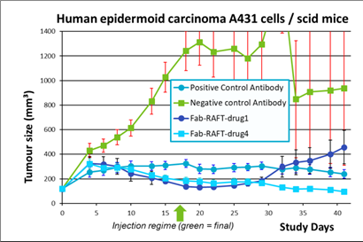 An image that shows the decline in tumour size over time after antibody testing. The test includes positive control, negative control, Fab RAFT drug 1 and Fab RAFT drug 4. The study took place over 40 day, with the injection date taking place on the 16th day. The negative control Antibody test shows the largest increase in tumour size and the most significant drop afterward.