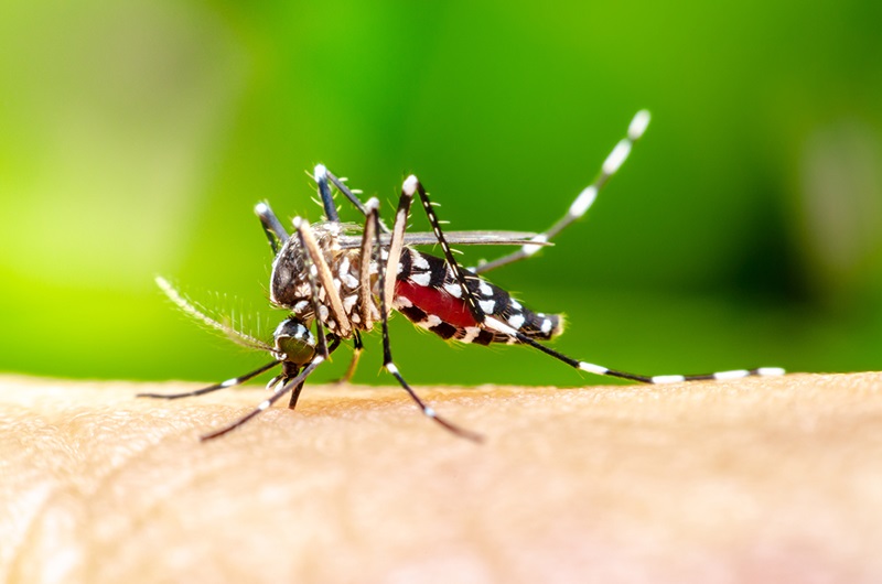 Close up of a blood-filled Aedes aegypti mosquito 
