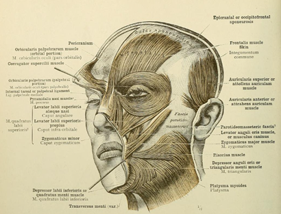 An anatomical illustration of a human face with the top skin layer removed showing the many different facial muscles underneath. 