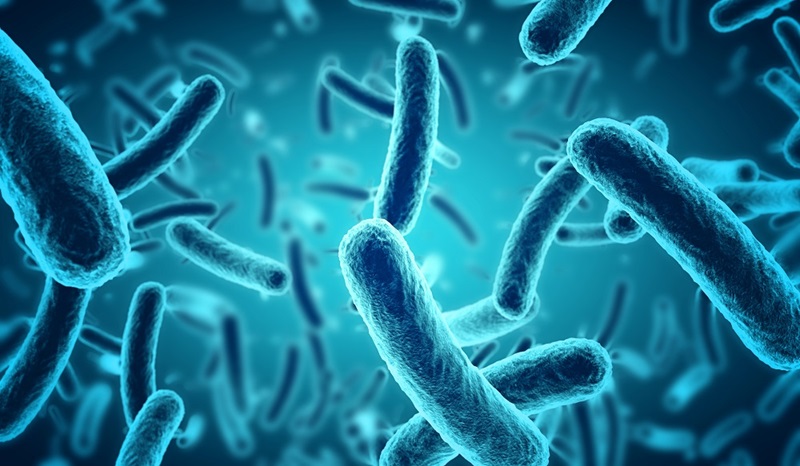 rod shaped bacteria