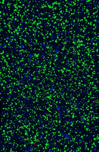 green, red and blue dots against a black background