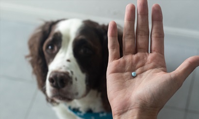 A dog looks up at the camera, the owners hand in the fireground holding an antimicrobial tablet