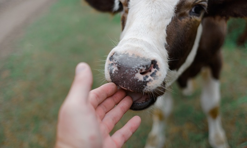 A close up of a cow licking a person's hand