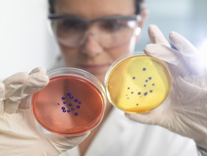 Researcher wearing gloves and safety glasses holding two petri dishes looking at germs