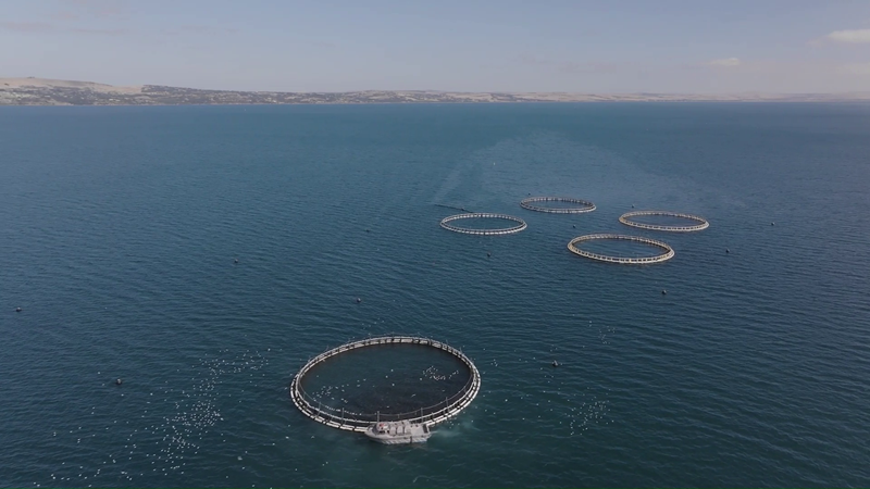 Aerial view of circular fish farm pens in the waters of the Spencer Gulf
