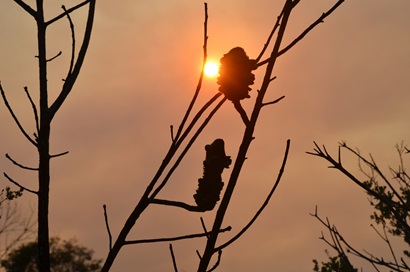 Tree with sun in hazy sky