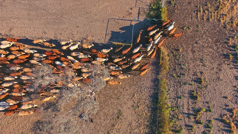 Aerial of cattle moving paddocks