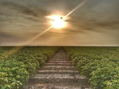 Sunrise over a green crop