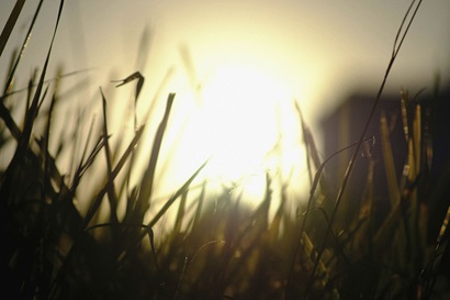 Dying moments of golden hour through the wetlands reeds.