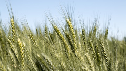 Wheat crop with blue skies