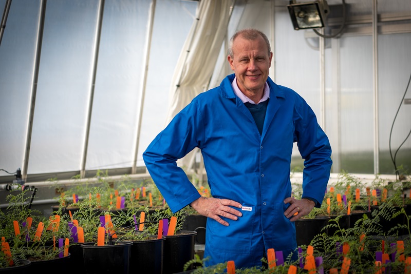 Crispin Howitt standing in greenhouse amongst chickpea seedlings