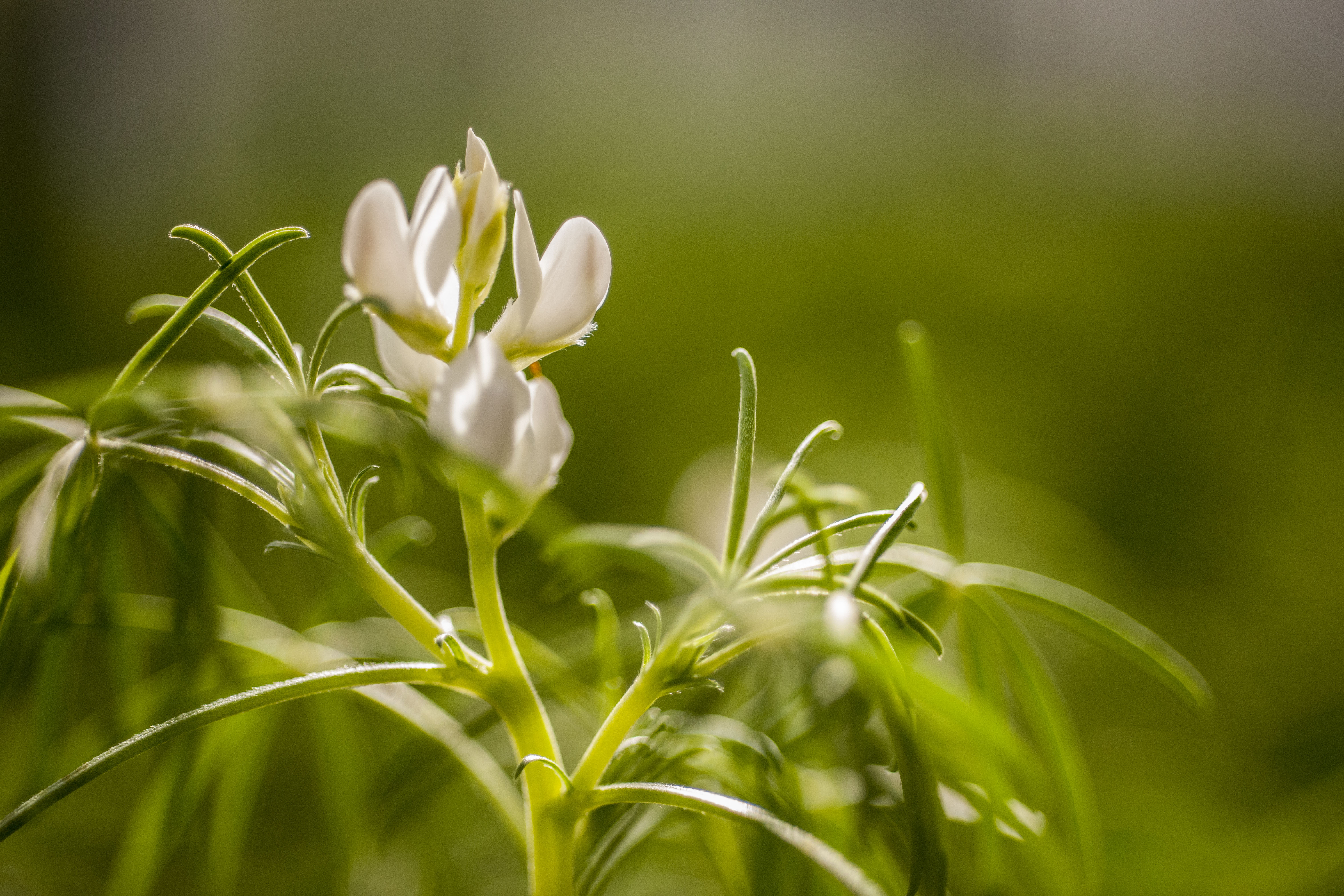 Lupin flower