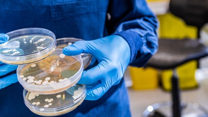 Scientist in CSIRO's biofoundary lab holding petri dishes