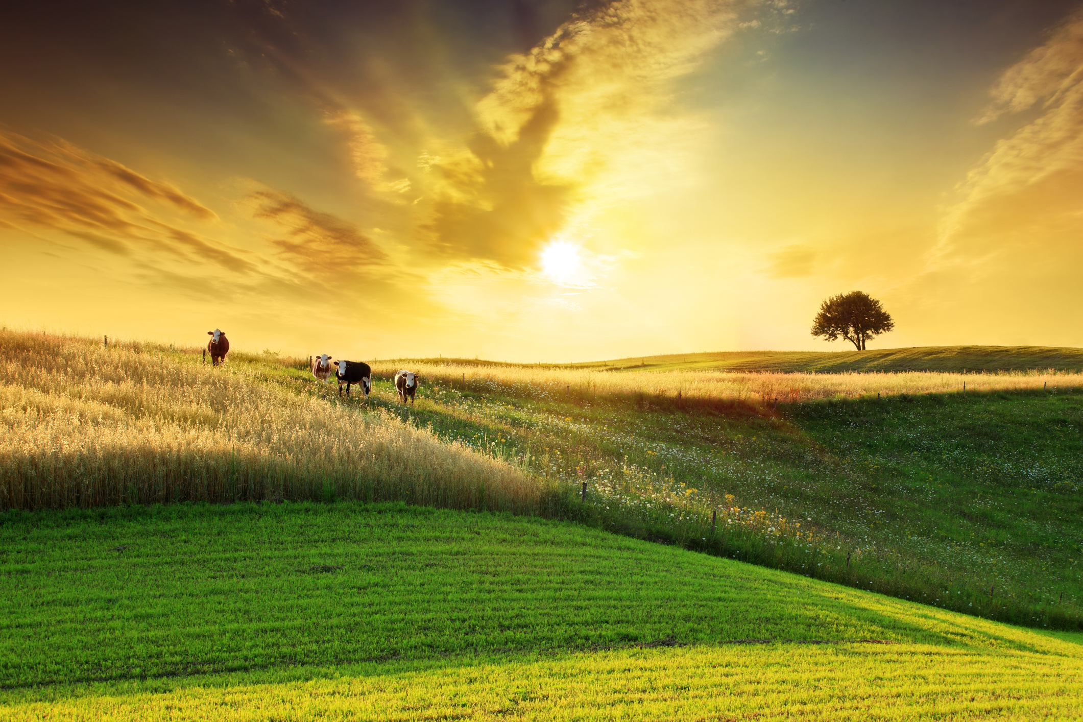 /-/media/Missions/Future-Protein/iStock-150672672.jpg?mw=1000&hash=A8E999BDD7745E5802C6E12A221FB22C