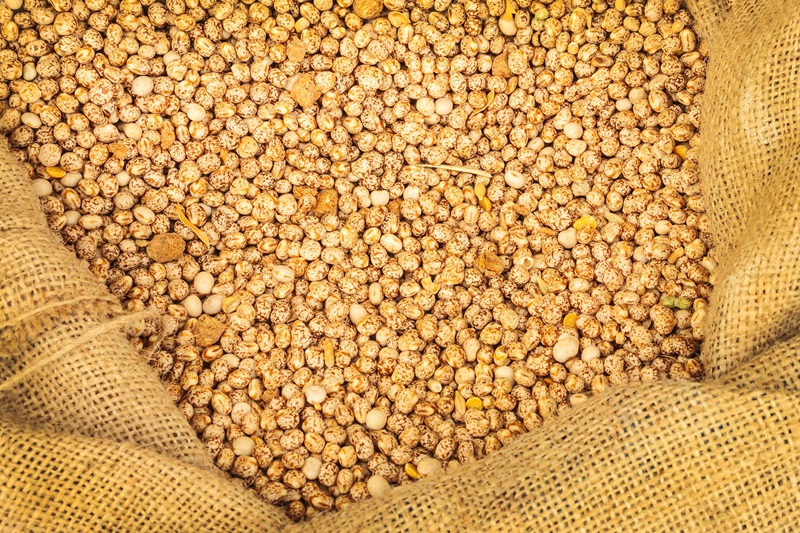Lupin beans in a hessian bag.