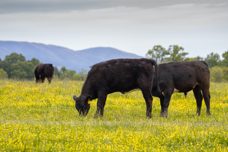 cattle in yellow field