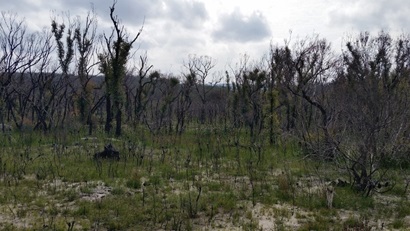 Fire affected bushland