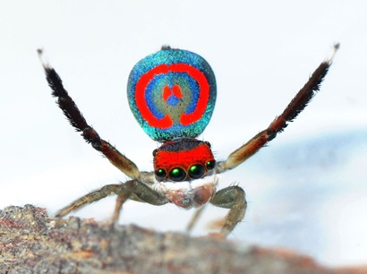  A close-up view of a spider showing its blue and red body and red head with four large dark eyes looking at the camera. it is holding two of its legs in the air, like waving.