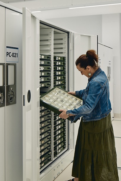 A person standing in front of a cabinet holding a drawer of pinned insects.