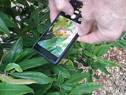 a plant with the invasive myrtle rust fungus 