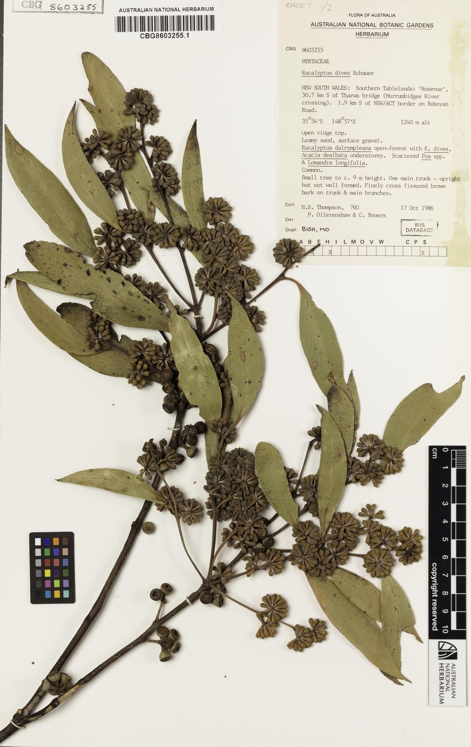 A3 sized paper with a pressed eucalypt specimen and association labels.