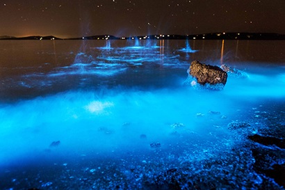 Shows the seashore at night glowing bright blue during a bloom of bioluminescent algae.