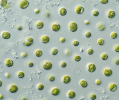 Light microscope image of Nannochloropsis, showing indvidual cells of this microalgae.