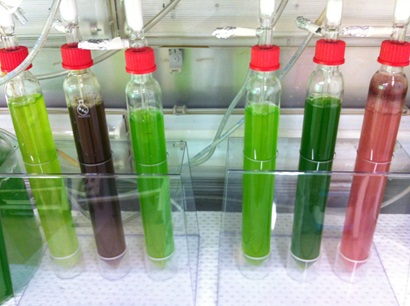 Six test tubes of algae cultures in colours green, brown and pink.
