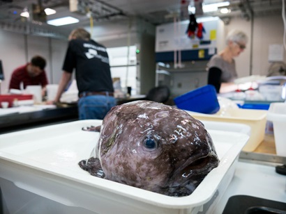 A round fish, called a blob fish, lying in a white tray on a bench in a laboratory with people in the background