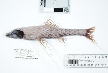 A tripod fish specimen, white and brown scales with a darker head area on a white background with a ruler to indicate size