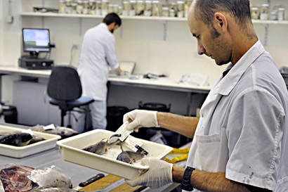 Two scientists wearing white lab coats in a room, one looking at a tray containing preserved fish specimens.