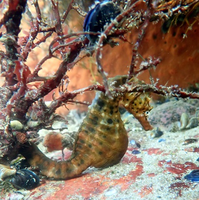 Striped seahorse under a stick-like plant with orange rock-like shape in the background.