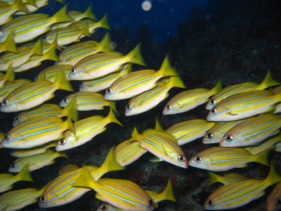 A school of bluestriped snapper fish under the water.