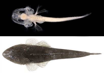 A microscope image of a larval fish in the top half of the picture and an image of an adult sand flathead in the bottom half.