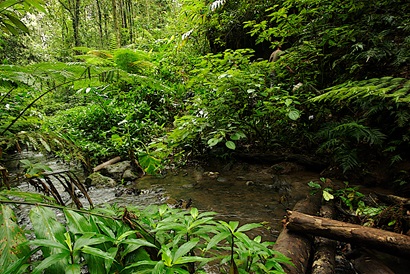 Identifying tropical rainforest plants - CSIRO