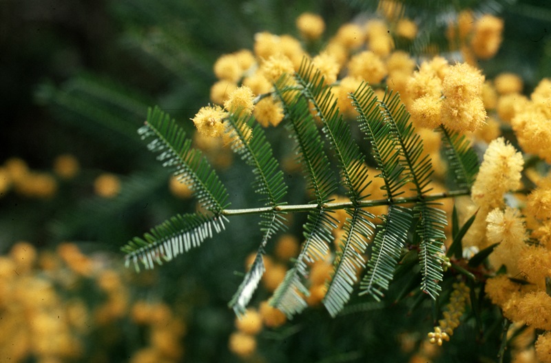 Acacia tree and flowers
