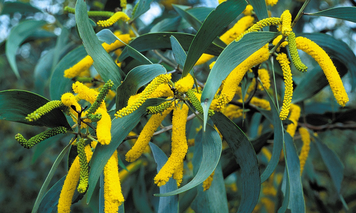 Displaying The Acacia Family Tree Csiro Displaying The Acacia Family Tree Csiro