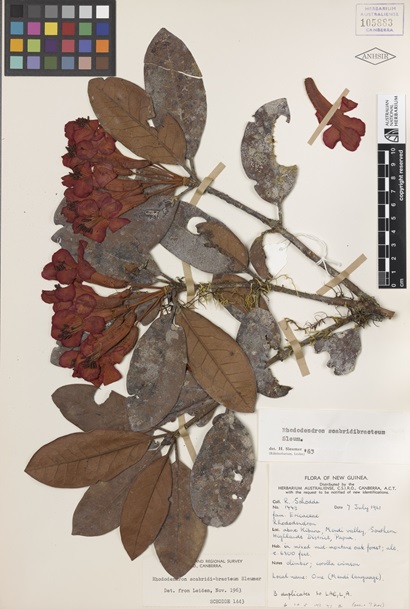 Herbarium sheet showing pressed and dried flowers and leaves of a rhododendron.