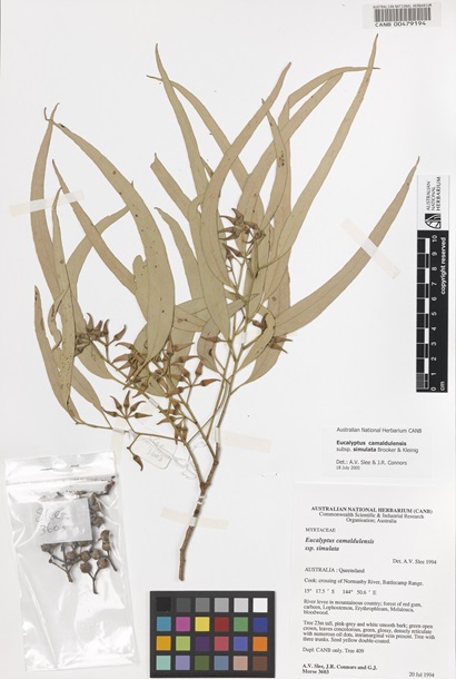 Specimen of a river red gum showing leaves, pressed and taped to a white piece of paper.