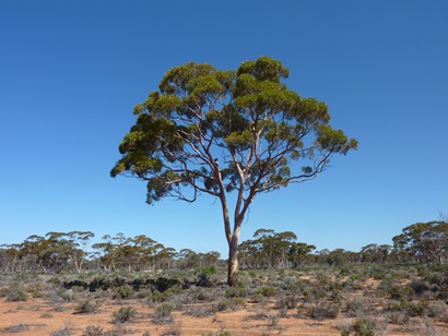Eucalyptus tree in open field