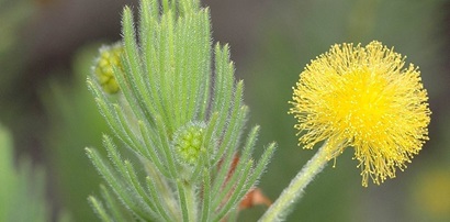 A bright yellow puff ball of a flower with soft upright cylindrical light green leaves