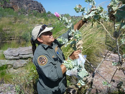 A Parks Australia ranger collecting seed from a tree in a rocky landscape with grasses.