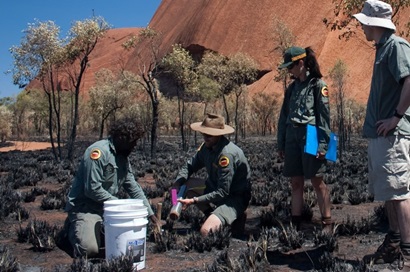 Four people collecting soil samples from a burnt patch of ground at the base of Uluru rock formation 