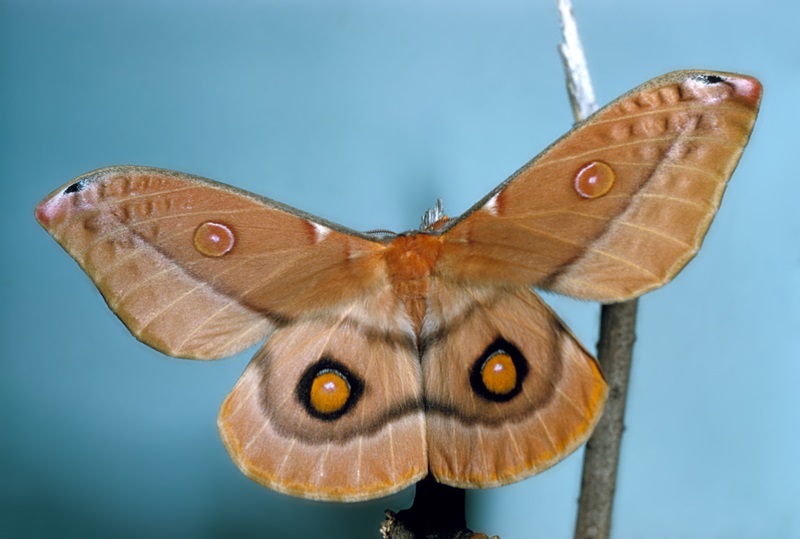 A emperor gum moth with wings open