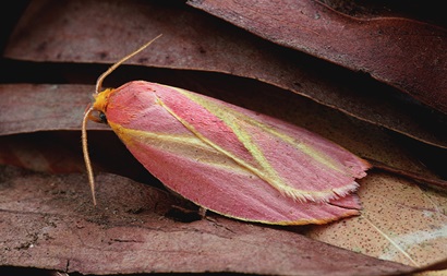A mallee moth on brown leaves
