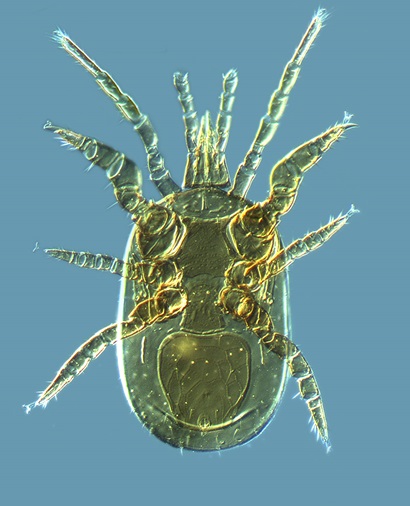 A microscope shot of a mite