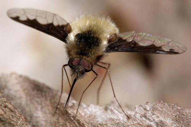 A bee flie with wings open sitting on a log 