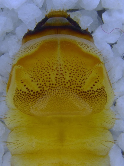 Close image showing the head of the brown mulberry longhorn beetle, scientific name Apriona germari, which appears yellowish-brown in colour.